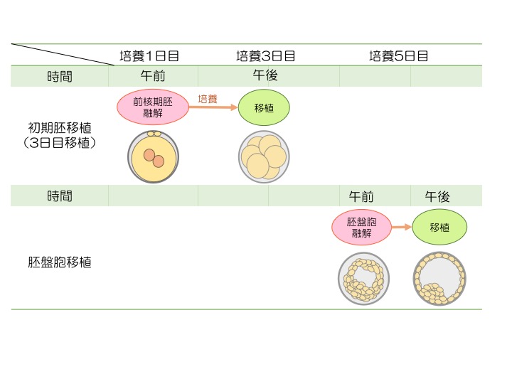 胚移植(培養7日間の様子の表イラスト)